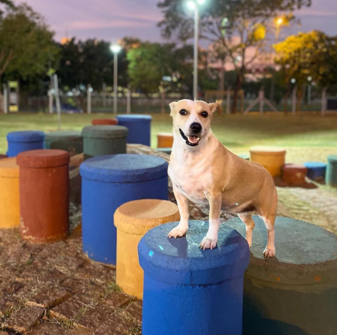 Pet Park